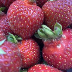 Frische Erdbeeren wie Gewachsen